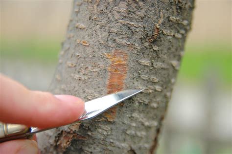 scratch test for fruit trees